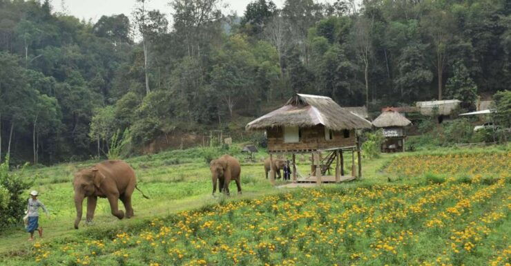 Chiang Mai: Elephants, Hill Tribe Stay, Rafting, Waterfall - Experience Highlights