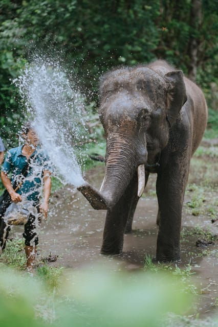 Chiang Mai: Elephants Sanctuary, Waterfalls, Trekking 2 Days, Sleep 1 Night - Questions You May Have