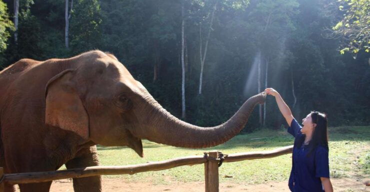 Chiang Mai: Elephants, Waterfall, and White Water Rafting - Elephant Sanctuary Visit
