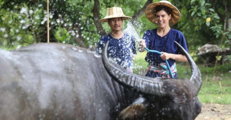 Chiang Mai: Enjoy Showering Thai Buffalo & Rice Planting - Experience Highlights