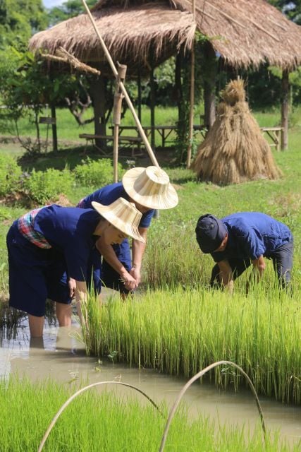 Chiang Mai: Enjoy Showering Thai Buffalo & Rice Planting - Inclusions