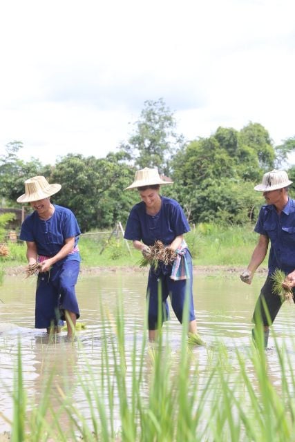 Chiang Mai: Enjoy Showering Thai Buffalo & Rice Planting - Selecting Participants and Dates