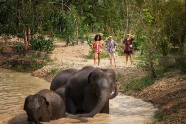 Chiang Mai: Ethical Elephant Encounter Feeding Program - Questions You May Have