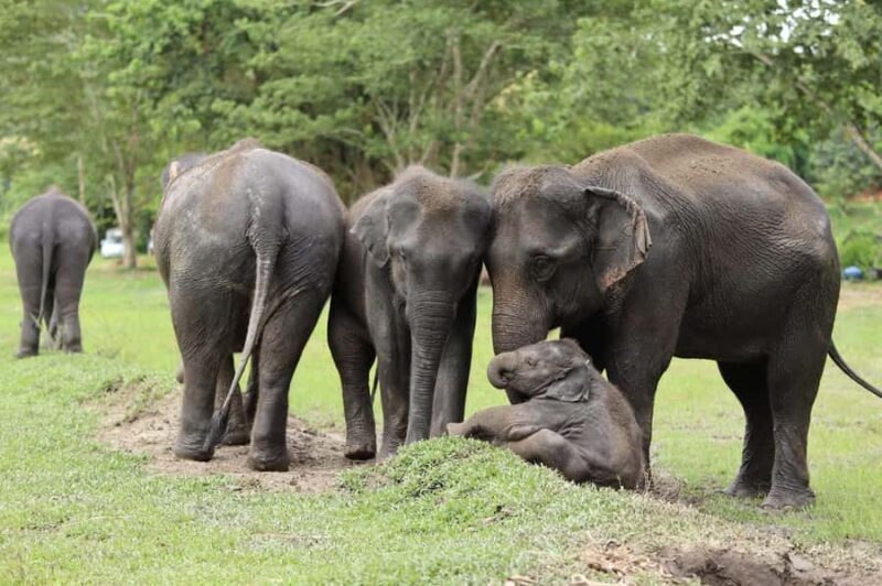 Chiang Mai Ethical Elephant Experience (Half Day) - Good To Know