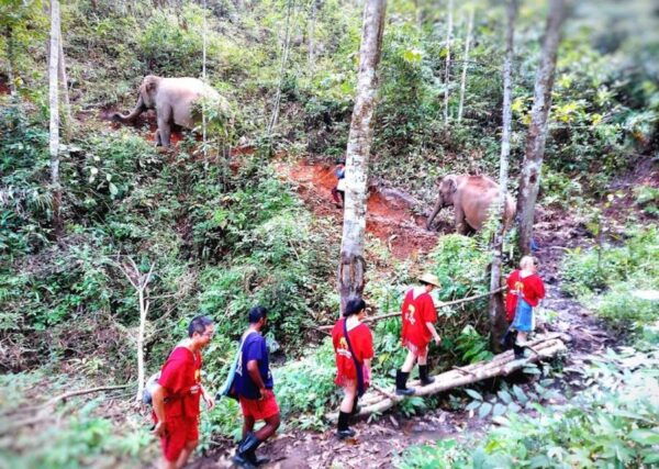 Chiang Mai : Ethical Elephant Sanctuary and ATV Adventure - Additional Information