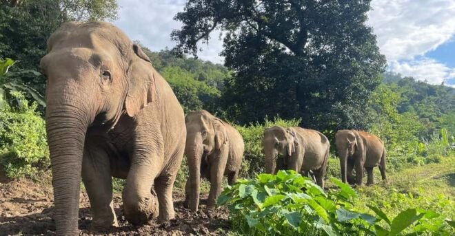 Chiang Mai: Ethical Elephant Sanctuary Day Tour & Lunch - Detailed Itinerary of Activities