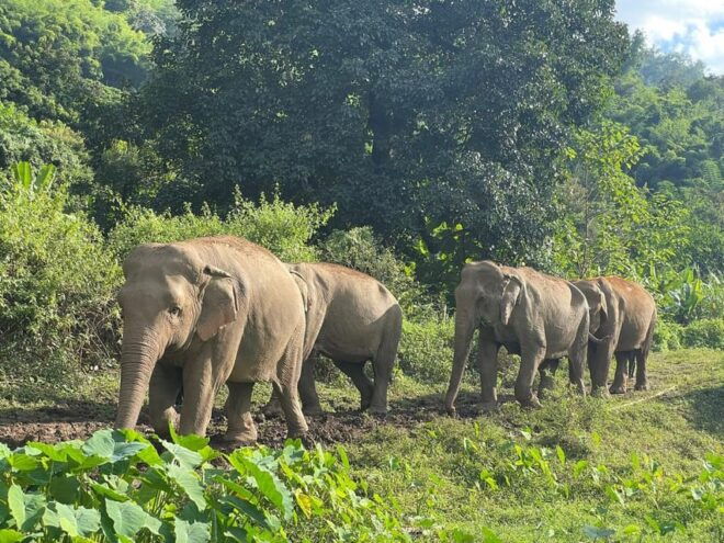 Chiang Mai: Ethical Elephant Sanctuary Day Tour & Lunch - Transportation and Pickup Information