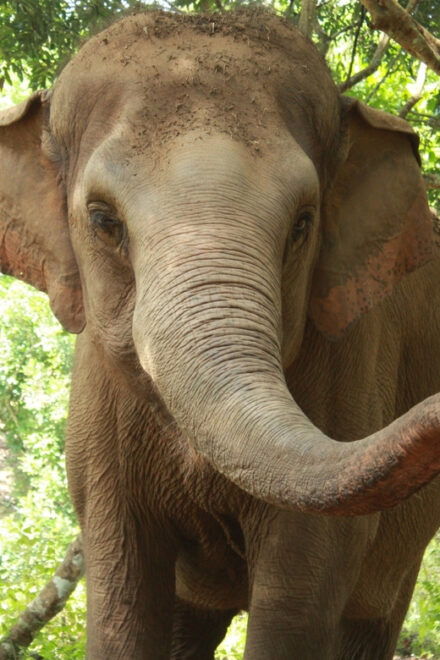 Chiang Mai: Ethical Elephant Sanctuary Day Tour & Lunch - Guidance From Expert Tour Guides