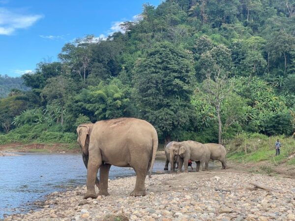 Chiang Mai: Ethical Elephant Sanctuary Day Tour & Lunch - Customer Reviews and Feedback