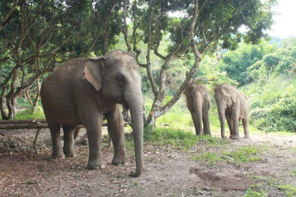 Chiang Mai: Ethical Elephant Sanctuary Day Tour & Lunch - Questions You May Have
