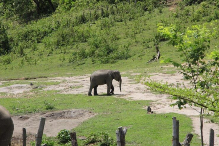 Chiang Mai: Ethical Elephant Sanctuary Day Tour & Lunch - Activity Inclusions