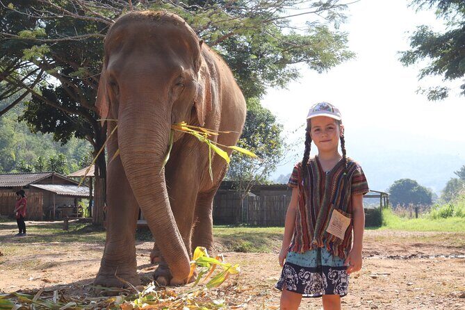 Chiang Mai Ethical Watching Elephant Sanctuary tour - Who Will Love This Experience?
