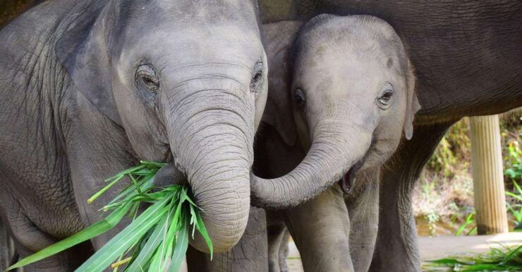 Chiang Mai: Exclusive Elephant Nursery Full-Day Program - Activity Details