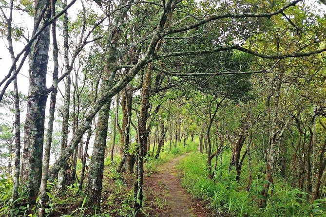 Chiang Mai - Exclusive Trek to Doi Suthep - Overview and Details