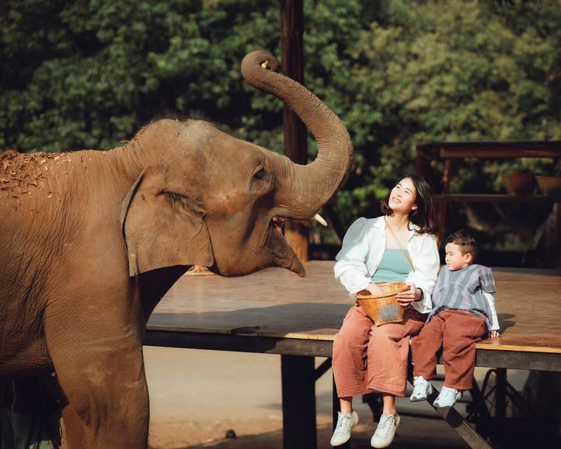 Chiang Mai Farm with Elephant Experience & Market Tour - Feeding elephants at Elefin Farm