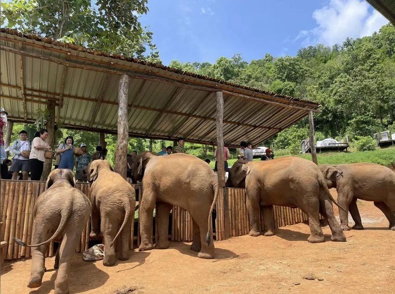 Chiang Mai Farm with Elephant Experience & Market Tour - Transfers, pickup, and what can go wrong