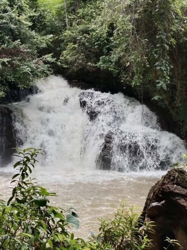 Chiang Mai: Forest Walk & Bamboo Rafting Day Tour - In-Depth Breakdown of the Experience
