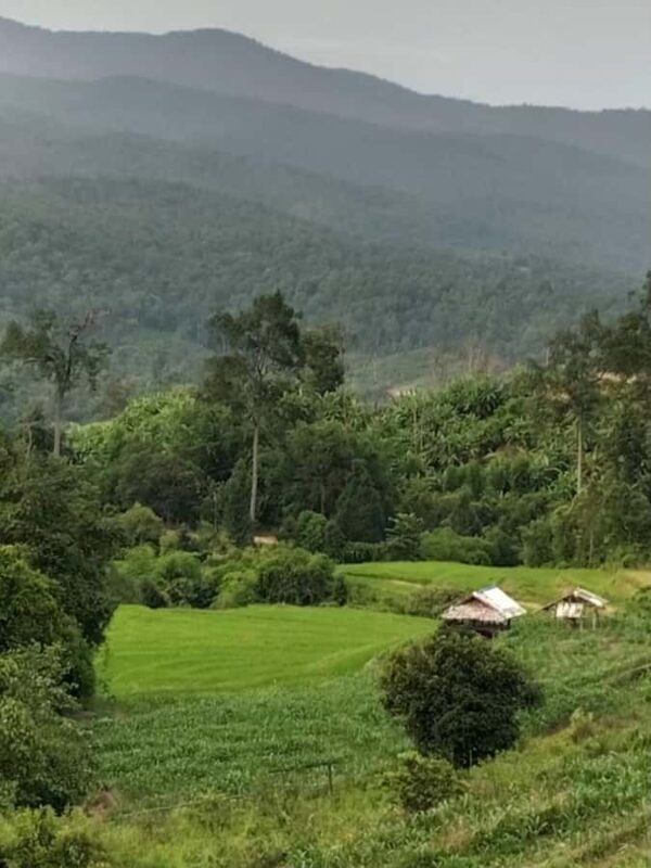 Chiang Mai: Forest Walk & Bamboo Rafting Day Tour - Final Thoughts