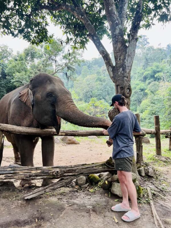 Chiang Mai Full-Day Adventure: Trekking, Tubing & Elephant - The Sum Up
