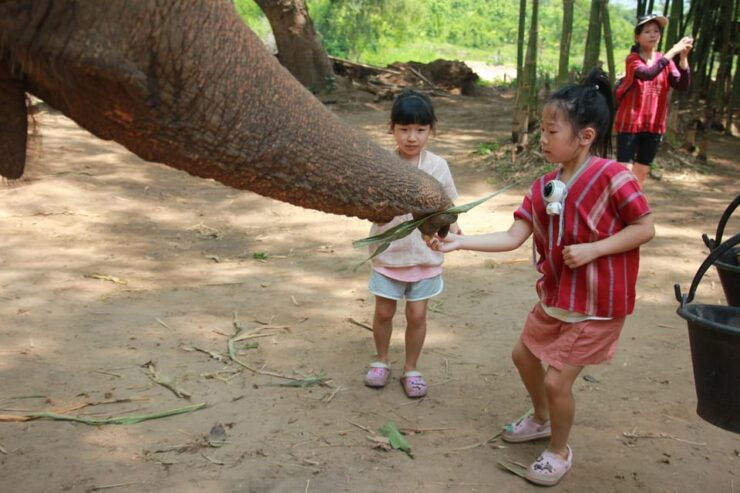Chiang Mai: Full Day Elephant Eco Park Tour + Bamboo Rafting - Key Points