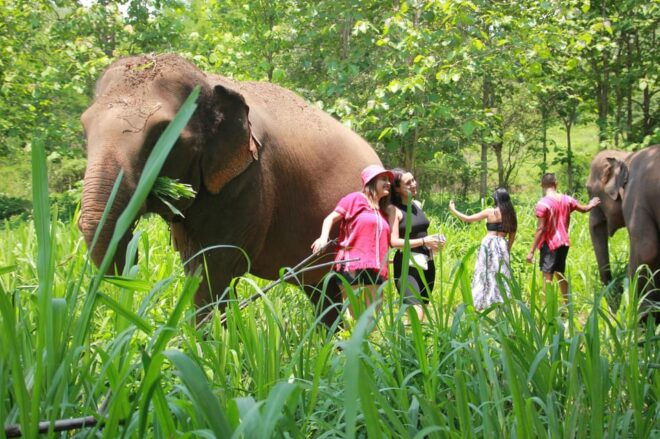 Chiang Mai: Full Day Elephant Eco Park Tour + Bamboo Rafting - Safety Guidelines