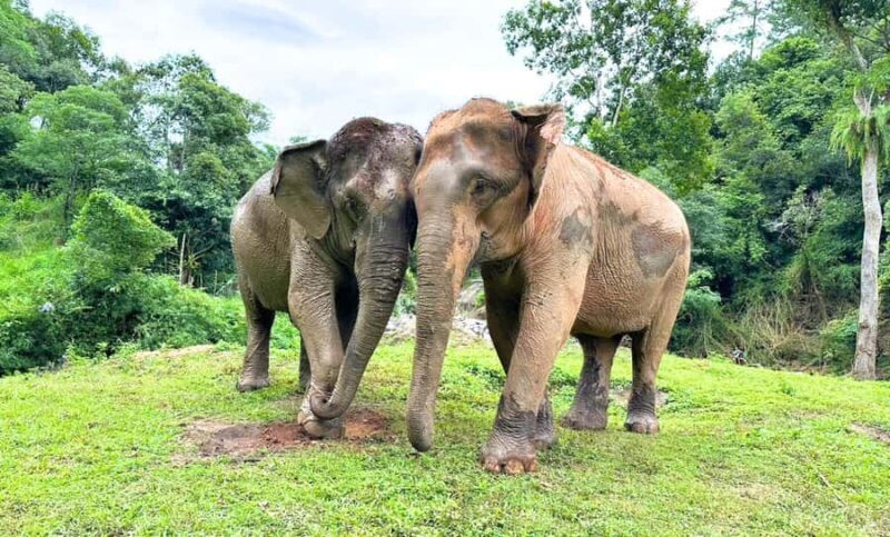 Chiang Mai: Full Day Ethical Elephant Sanctuary & Waterfall - Practical Details & What You Need to Know