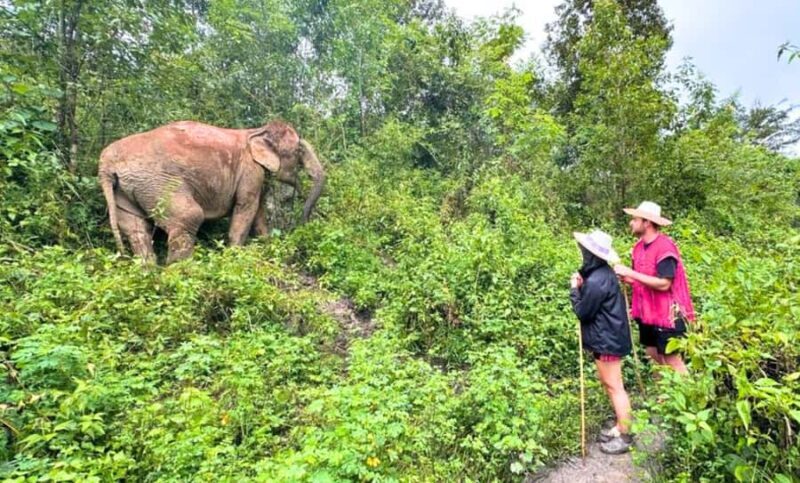 Chiang Mai: Full Day Ethical Elephant Sanctuary & Waterfall - Frequently Asked Questions