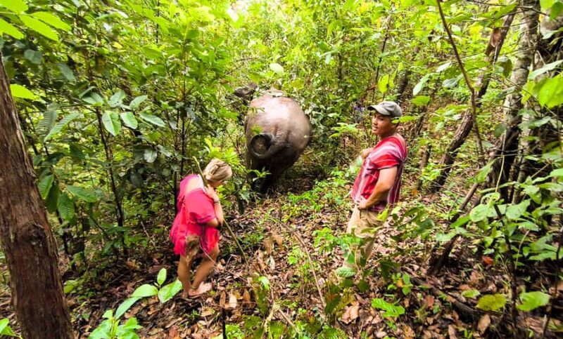 Chiang Mai: Full Day Ethical Elephant Sanctuary & Waterfall - Final Thoughts