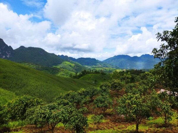 Chiang Mai: Full Day Exprience 5 Hill Tribes Trek - Common Questions