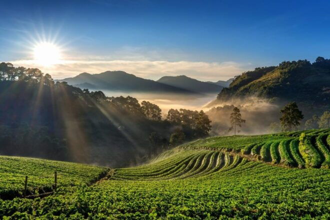 Chiang Mai: Full-Day Private Car Charter to Doi Ang Khang - Experience Highlights
