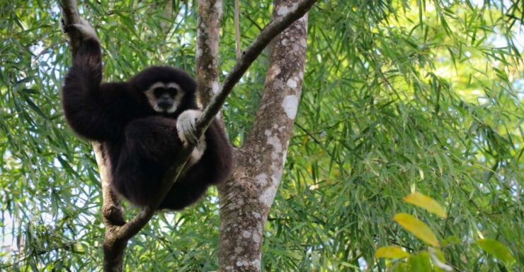 Chiang Mai: Gibbons, Trekking & Mae Kampong Small Group Tour - Good To Know