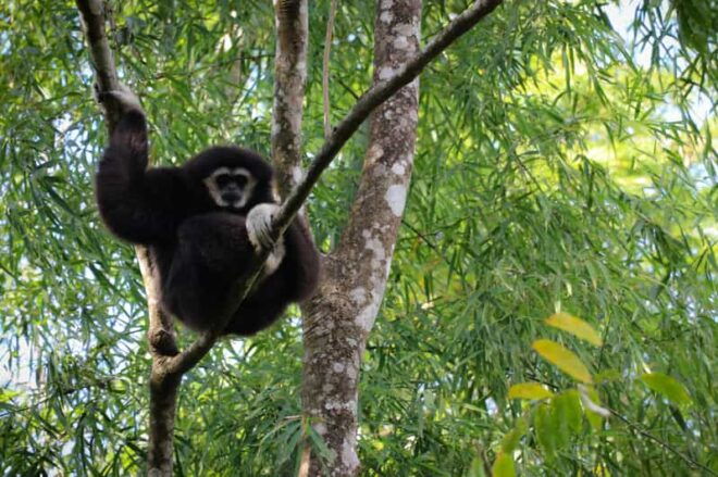 Chiang Mai: Gibbons, Trekking & Mae Kampong Small Group Tour - Key Highlights