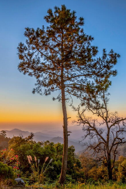 Chiang Mai: Gibbons, Trekking & Mae Kampong Small Group Tour - Customer Reviews