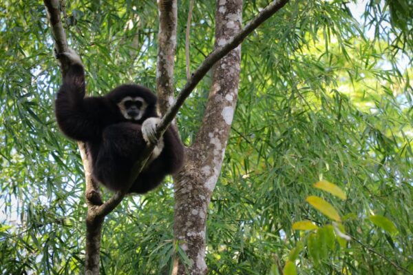 Chiang Mai: Gibbons, Trekking & Mae Kampong Small Group Tour - Cancellation Policy