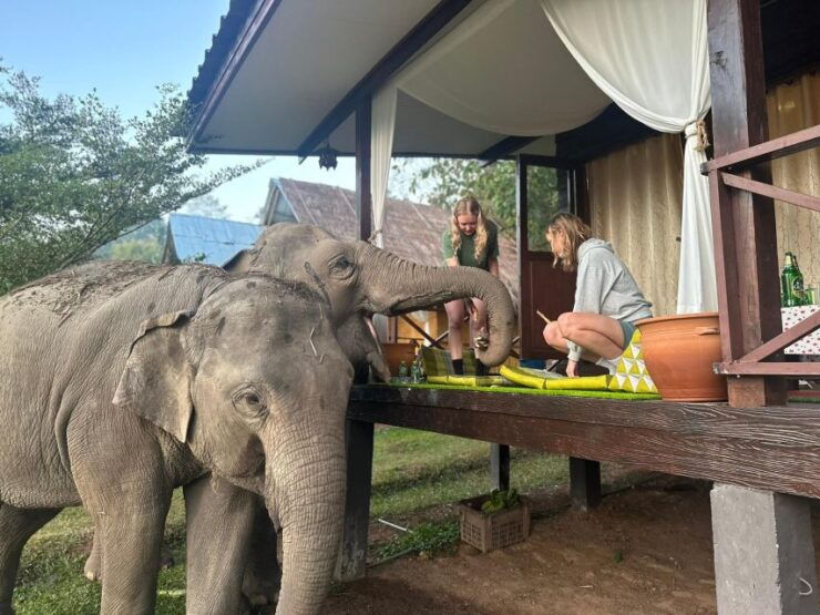 Chiang Mai: Good Morning Elephant & Overnight Home Stay - Experience Highlights