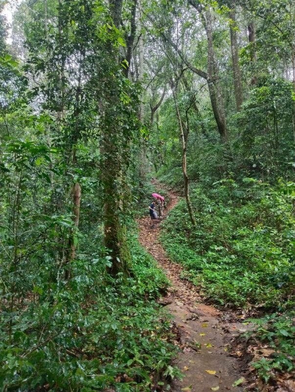 Chiang Mai Half-Day Doi Suthep Hiking Tour - What the trail asks of you