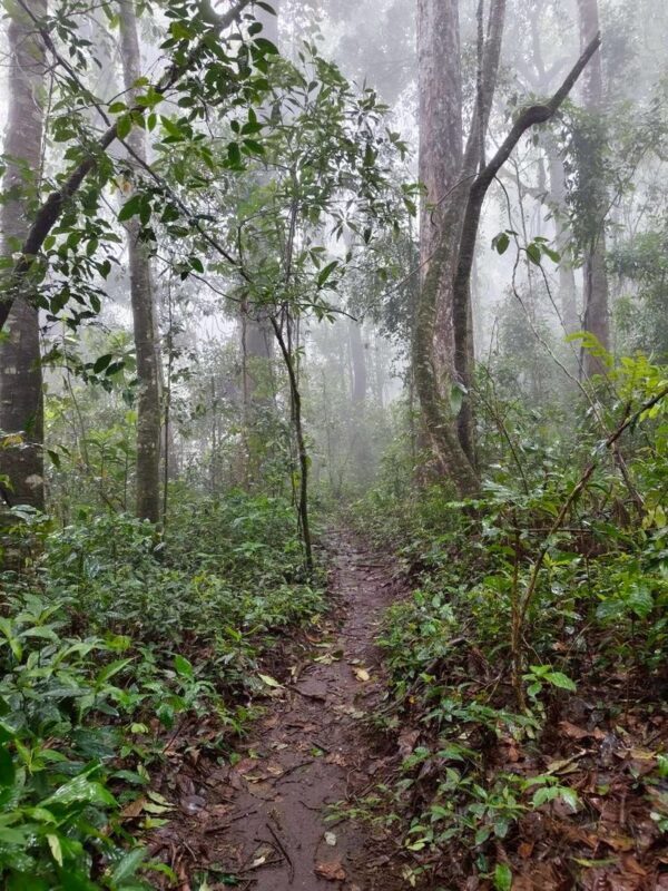 Chiang Mai Half-Day Doi Suthep Hiking Tour - Should you book it?