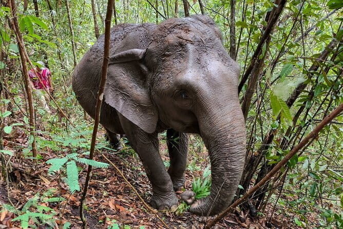 Chiang Mai Half Day Elephant Sanctuary Observation and Waterfall - The Waterfall Adventure