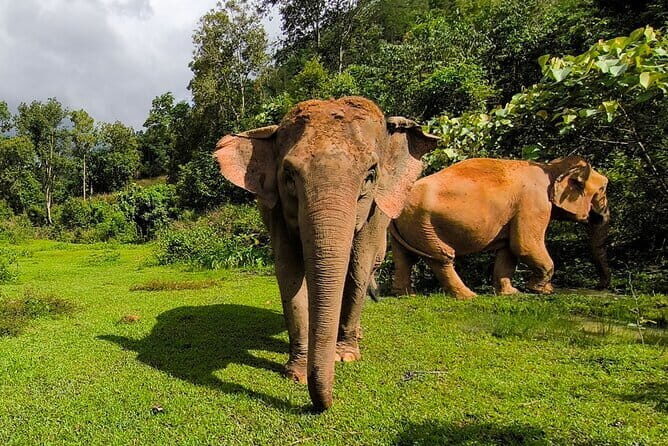 Chiang Mai Half Day Elephant Sanctuary Observation and Waterfall - Crafting a Cultural Souvenir