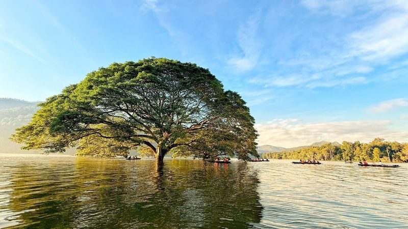 Chiang Mai Half-Day Giant Rain Tree & Sticky Waterfall Tour - At a glance