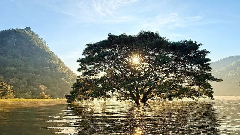 Chiang Mai Half-Day Giant Rain Tree & Sticky Waterfall Tour - The lake and the rain tree make a quiet first stop