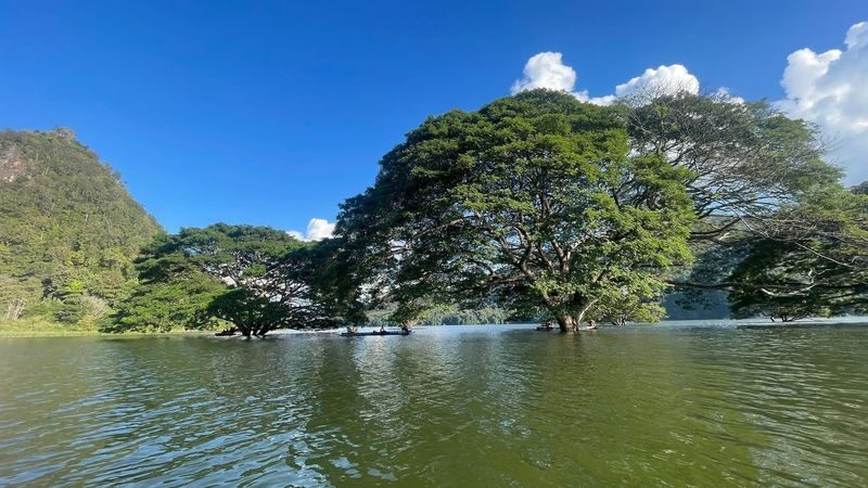 Chiang Mai Half-Day Giant Rain Tree & Sticky Waterfall Tour - Guides can add a personal touch, but confirm the language