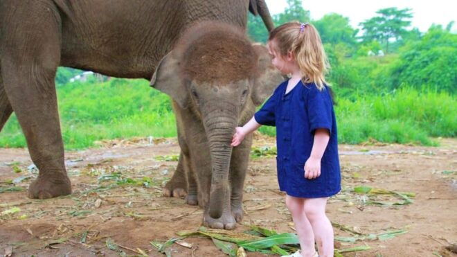 Chiang Mai: Half Day Living Green Elephant Sanctuary - Experience Highlights