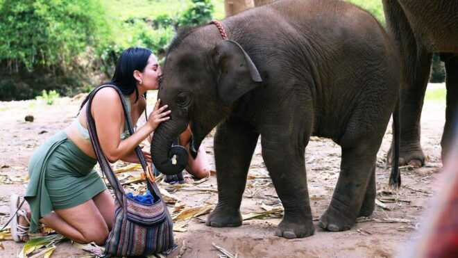 Chiang Mai: Half Day Living Green Elephant Sanctuary - Inclusions and Exclusions