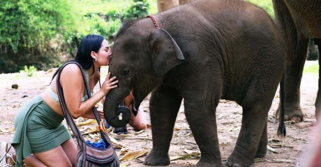 Chiang Mai: Half Day Living Green Elephant Sanctuary - Important Information