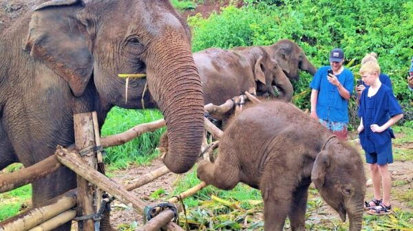 Chiang Mai: Half Day Living Green Elephant Sanctuary - Break Down