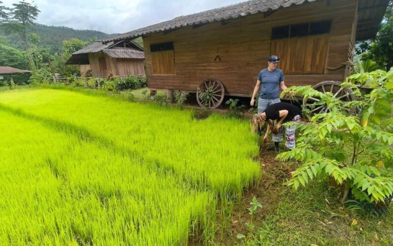 Chiang Mai: Half-Day Rice Farming Experience - Engaging Meta Description:  