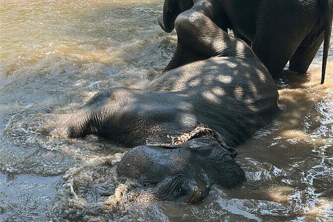 Chiang Mai Half Day Tour: Doi Inthanon Elephant Sanctuary - Final Thoughts