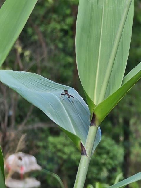 Chiang Mai: Hike Monks Trails, Cliff Jump & Michelin Lunch - Detailed Itinerary