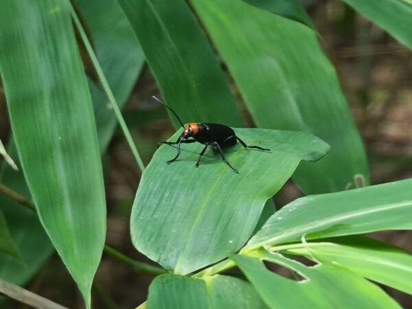 Chiang Mai: Hike Monks Trails, Cliff Jump & Michelin Lunch - Safety and Preparation